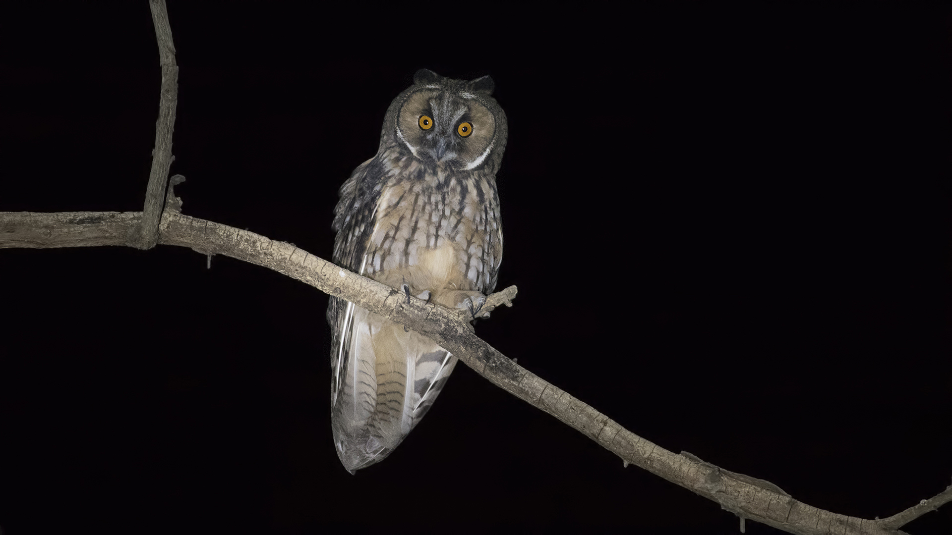 Long-eared Owl